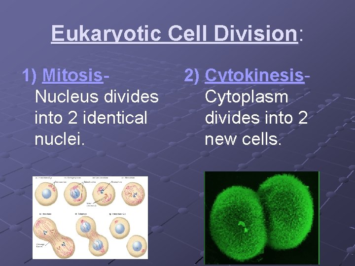 Eukaryotic Cell Division: 1) Mitosis. Nucleus divides into 2 identical nuclei. 2) Cytokinesis. Cytoplasm