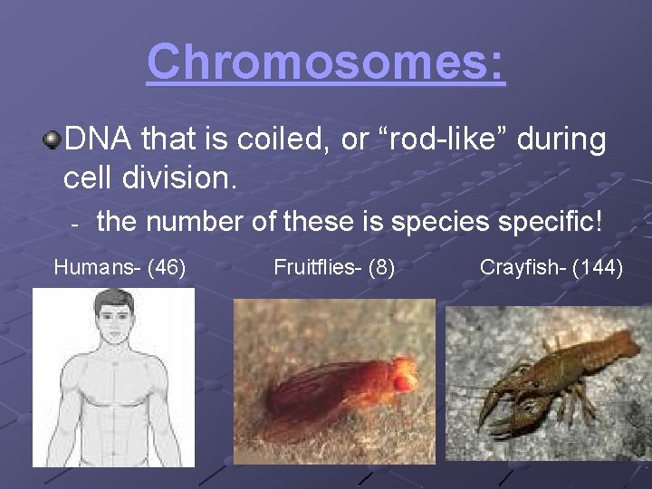Chromosomes: DNA that is coiled, or “rod-like” during cell division. - the number of