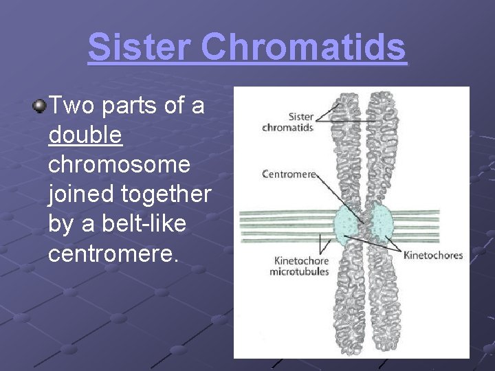 Sister Chromatids Two parts of a double chromosome joined together by a belt-like centromere.