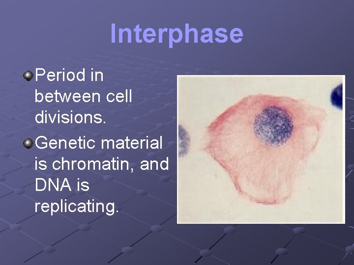 Interphase Period in between cell divisions. Genetic material is chromatin, and DNA is replicating.