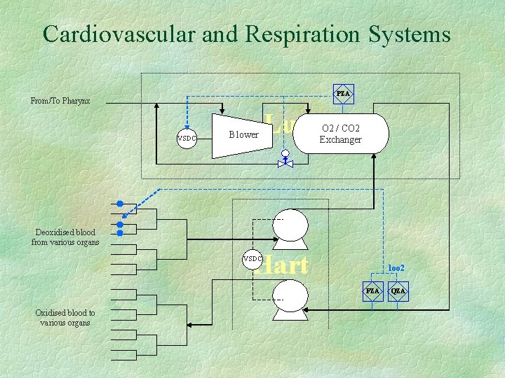 Cardiovascular and Respiration Systems PZA From/To Pharynx VSDC Blower Lungs O 2 / CO