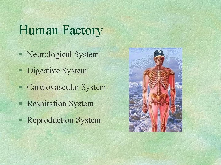 Human Factory § Neurological System § Digestive System § Cardiovascular System § Respiration System
