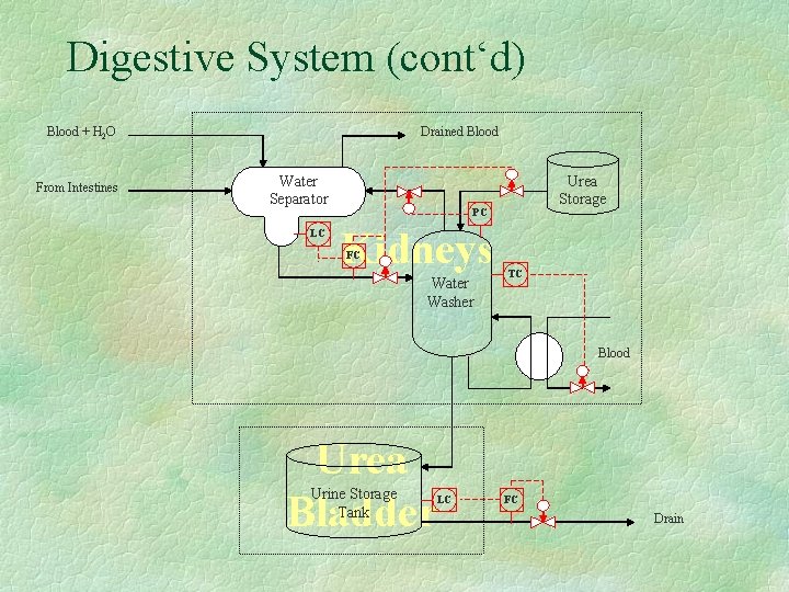 Digestive System (cont‘d) Blood + H 2 O From Intestines Drained Blood Water Separator