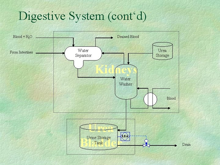 Digestive System (cont‘d) Blood + H 2 O From Intestines Drained Blood Urea Storage