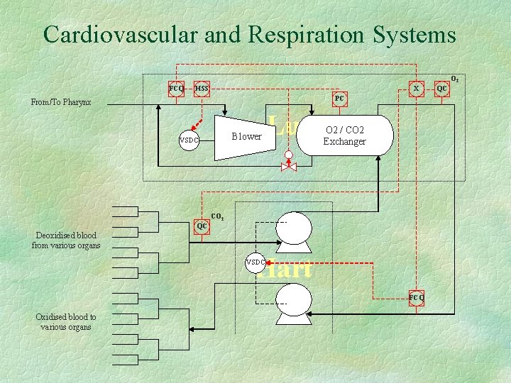Cardiovascular and Respiration Systems O 2 FCQ HSS X PC From/To Pharynx Blower VSDC