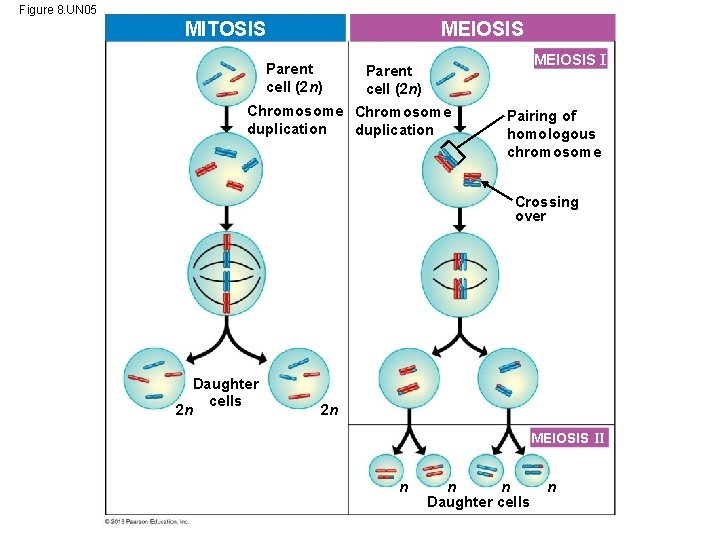 Figure 8. UN 05 MITOSIS MEIOSIS Parent cell (2 n) MEIOSIS I Parent cell