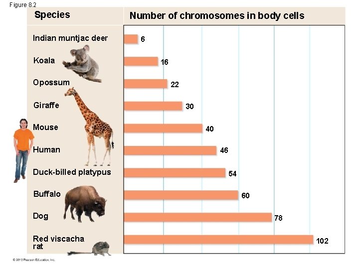 Figure 8. 2 Species Indian muntjac deer Koala Opossum Giraffe Mouse Human Duck-billed platypus