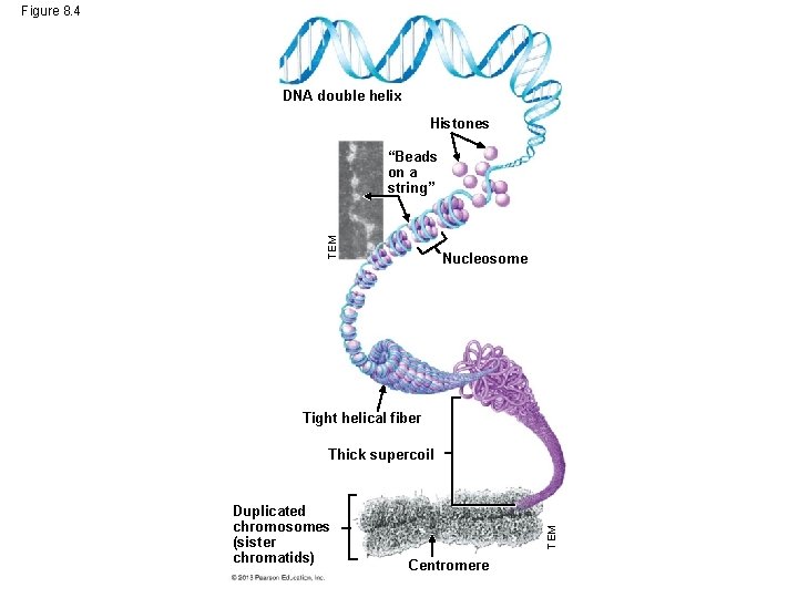 Figure 8. 4 DNA double helix Histones TEM “Beads on a string” Nucleosome Tight