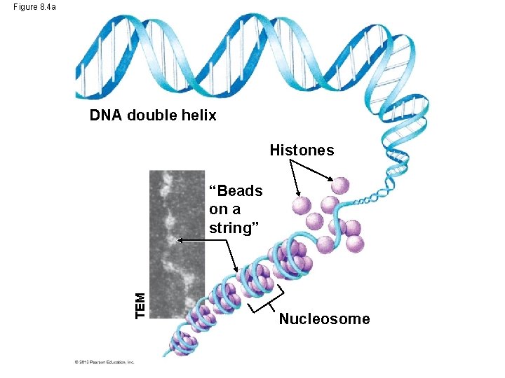 Figure 8. 4 a DNA double helix Histones TEM “Beads on a string” Nucleosome