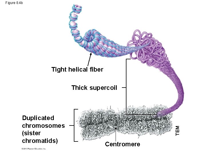 Figure 8. 4 b Tight helical fiber Duplicated chromosomes (sister chromatids) TEM Thick supercoil