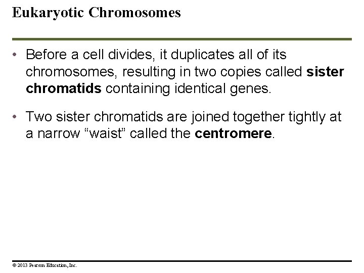 Eukaryotic Chromosomes • Before a cell divides, it duplicates all of its chromosomes, resulting