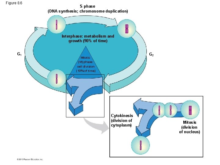 Figure 8. 6 S phase (DNA synthesis; chromosome duplication) Interphase: metabolism and growth (90%