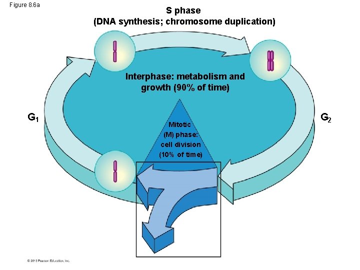 Figure 8. 6 a S phase (DNA synthesis; chromosome duplication) Interphase: metabolism and growth