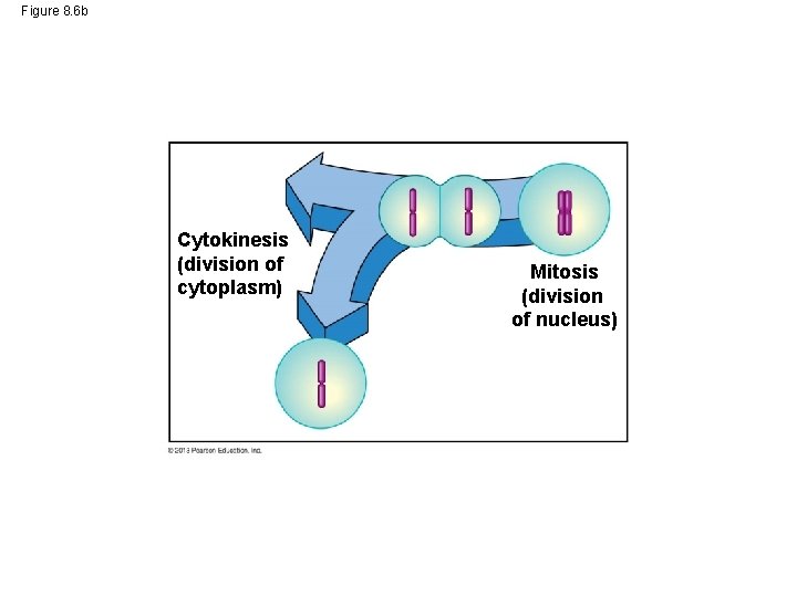 Figure 8. 6 b Cytokinesis (division of cytoplasm) Mitosis (division of nucleus) 