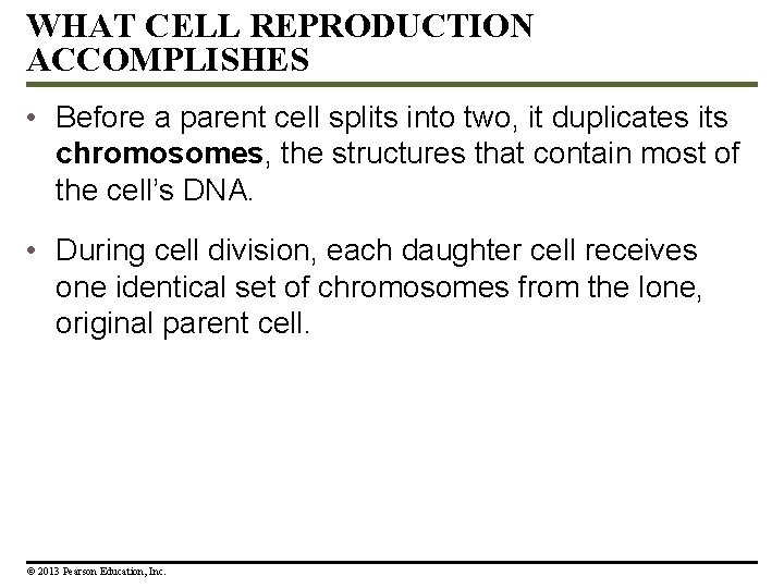 WHAT CELL REPRODUCTION ACCOMPLISHES • Before a parent cell splits into two, it duplicates