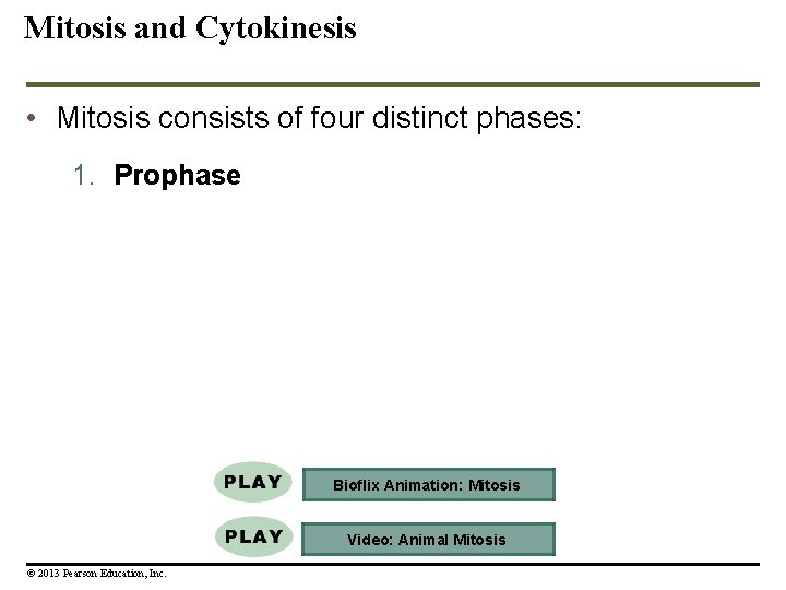 Mitosis and Cytokinesis • Mitosis consists of four distinct phases: 1. Prophase Bioflix Animation: