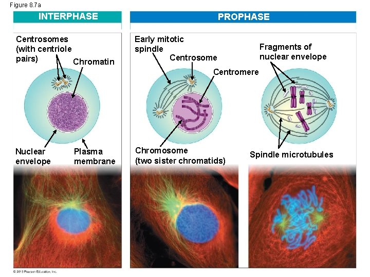 Figure 8. 7 a INTERPHASE Centrosomes (with centriole pairs) Chromatin PROPHASE Early mitotic spindle