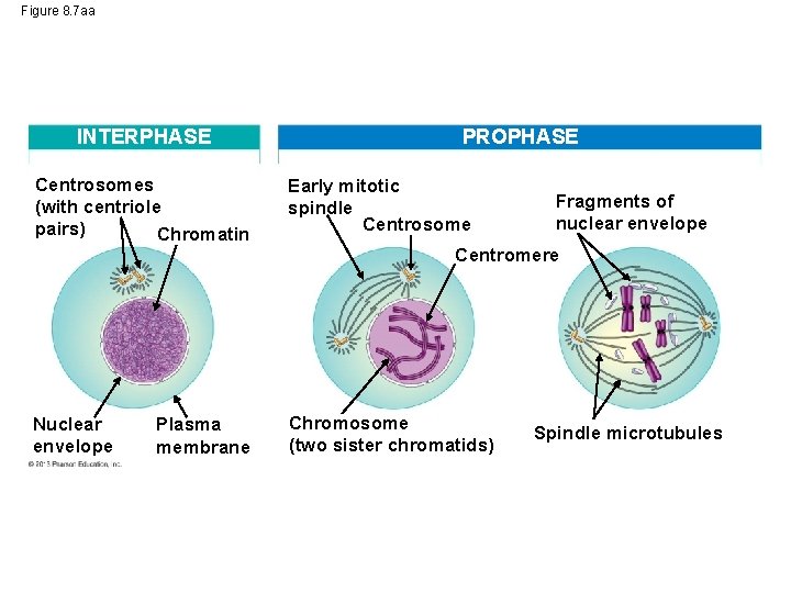 Figure 8. 7 aa INTERPHASE Centrosomes (with centriole pairs) Chromatin PROPHASE Early mitotic spindle