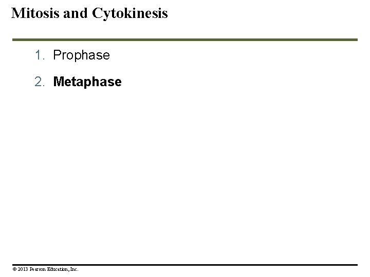 Mitosis and Cytokinesis 1. Prophase 2. Metaphase © 2013 Pearson Education, Inc. 