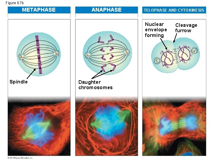 Figure 8. 7 b METAPHASE ANAPHASE TELOPHASE AND CYTOKINESIS Nuclear envelope forming Spindle Daughter