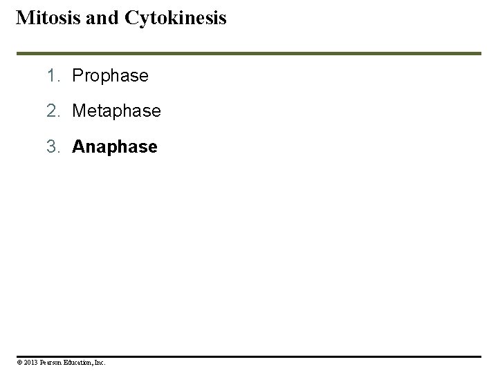 Mitosis and Cytokinesis 1. Prophase 2. Metaphase 3. Anaphase © 2013 Pearson Education, Inc.