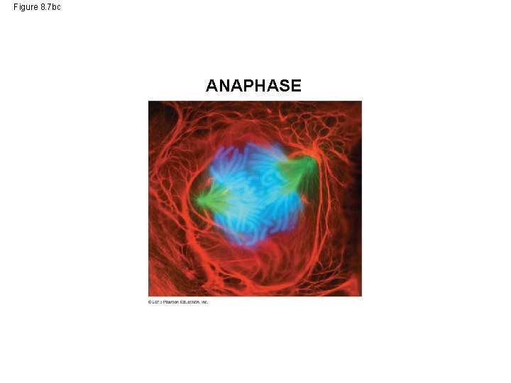 Figure 8. 7 bc ANAPHASE 