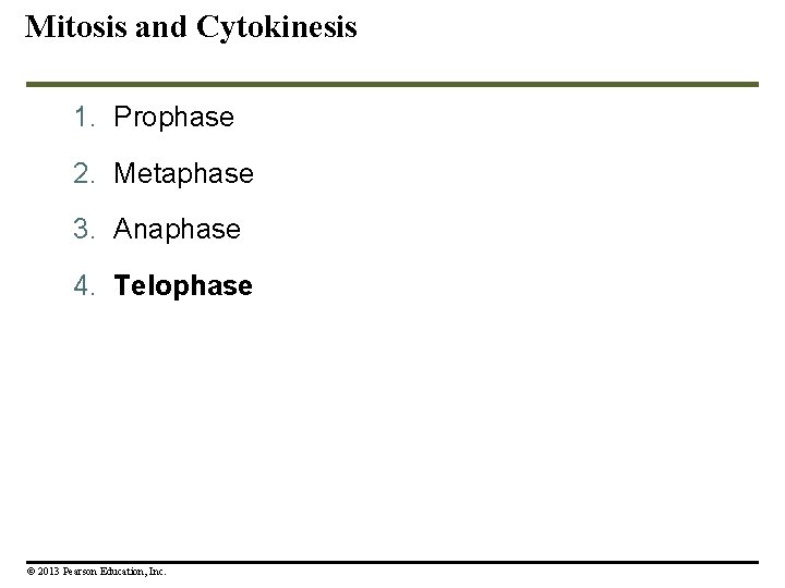 Mitosis and Cytokinesis 1. Prophase 2. Metaphase 3. Anaphase 4. Telophase © 2013 Pearson