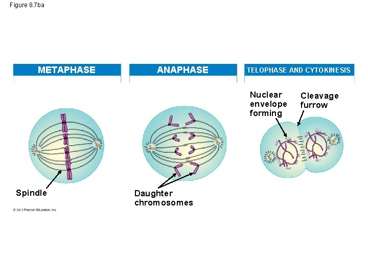 Figure 8. 7 ba METAPHASE ANAPHASE TELOPHASE AND CYTOKINESIS Nuclear envelope forming Spindle Daughter