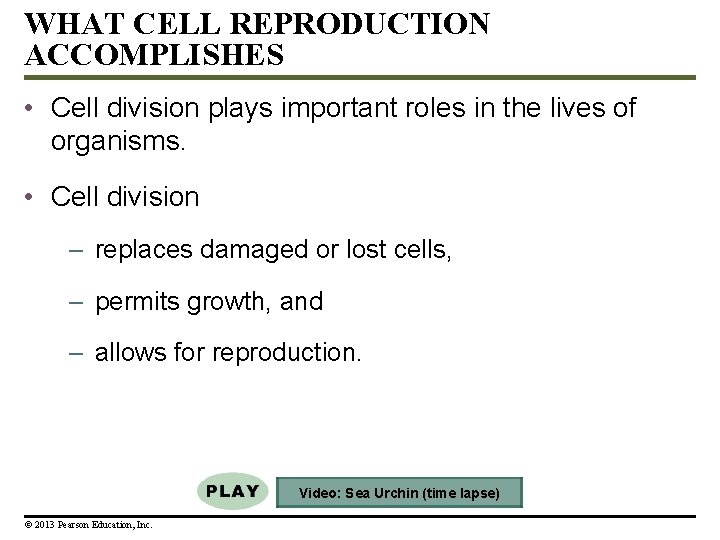 WHAT CELL REPRODUCTION ACCOMPLISHES • Cell division plays important roles in the lives of