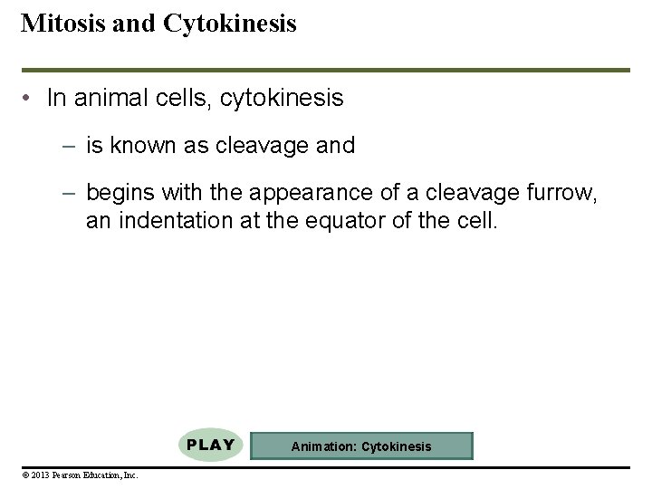 Mitosis and Cytokinesis • In animal cells, cytokinesis – is known as cleavage and