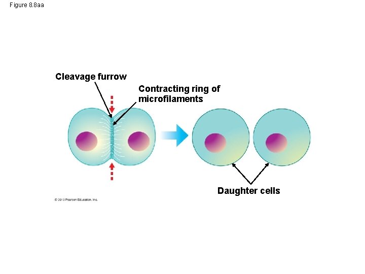 Figure 8. 8 aa Cleavage furrow Contracting ring of microfilaments Daughter cells 