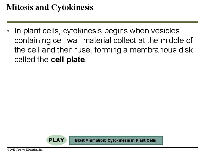 Mitosis and Cytokinesis • In plant cells, cytokinesis begins when vesicles containing cell wall