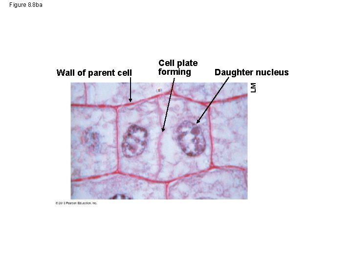 Figure 8. 8 ba Daughter nucleus LM Wall of parent cell Cell plate forming