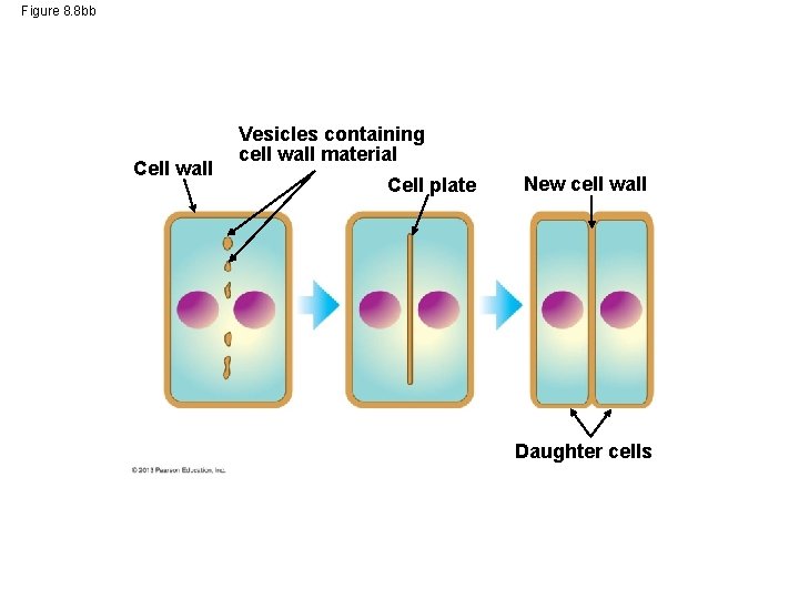 Figure 8. 8 bb Cell wall Vesicles containing cell wall material Cell plate New