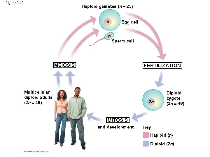 Figure 8. 12 Haploid gametes (n 23) n Egg cell n Sperm cell MEIOSIS