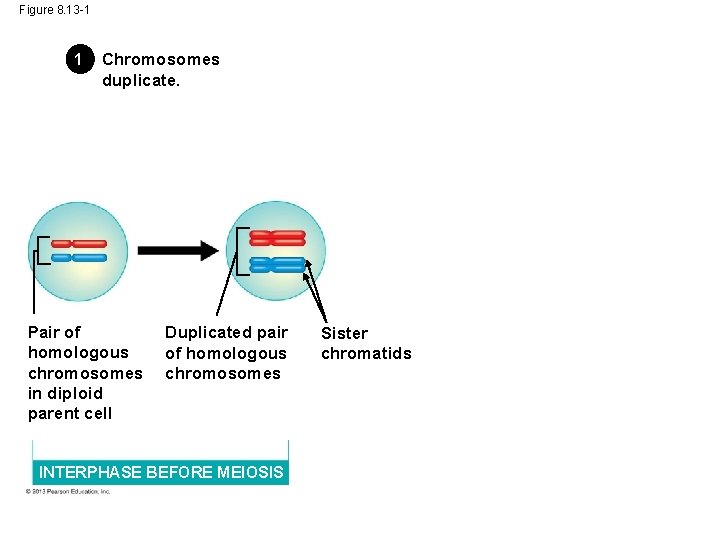 Figure 8. 13 -1 1 Chromosomes duplicate. Pair of homologous chromosomes in diploid parent