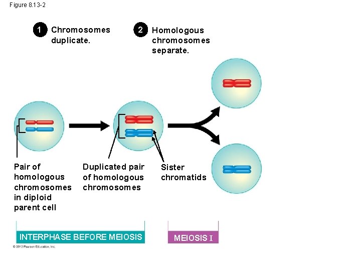 Figure 8. 13 -2 1 Chromosomes duplicate. Pair of homologous chromosomes in diploid parent