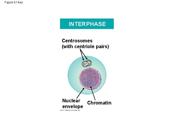 Figure 8. 14 aa INTERPHASE Centrosomes (with centriole pairs) Nuclear Chromatin envelope 