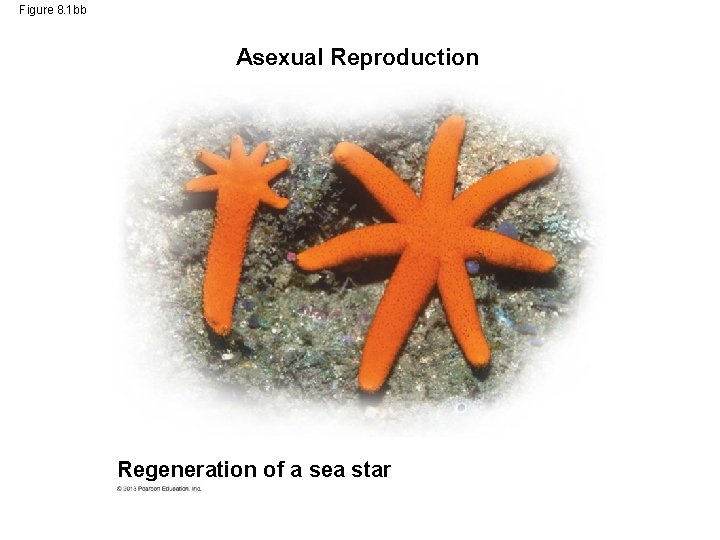 Figure 8. 1 bb Asexual Reproduction Regeneration of a sea star 