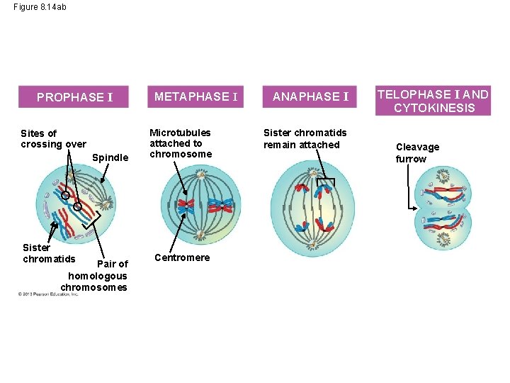 Figure 8. 14 ab PROPHASE I Sites of crossing over Spindle Sister chromatids Pair