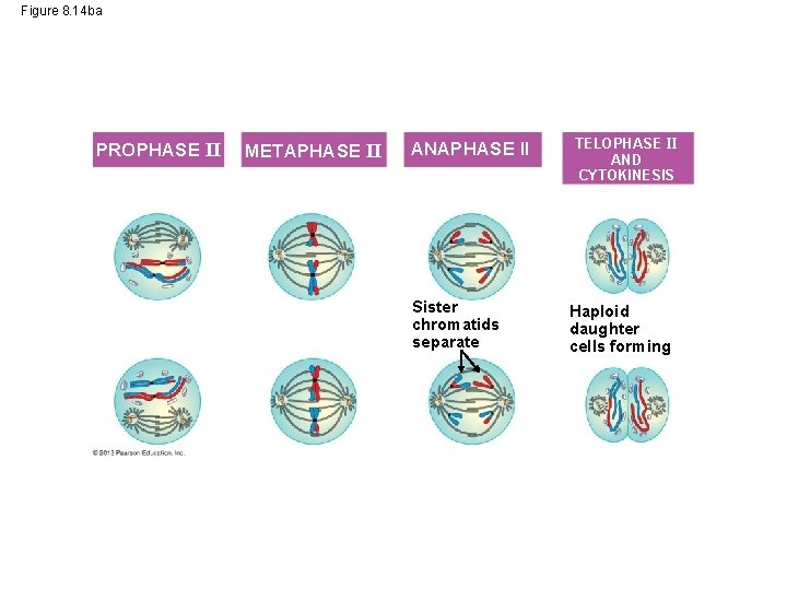 Figure 8. 14 ba PROPHASE II METAPHASE II ANAPHASE II Sister chromatids separate TELOPHASE