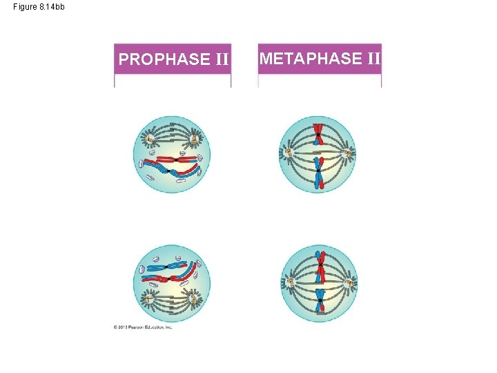 Figure 8. 14 bb PROPHASE II METAPHASE II 