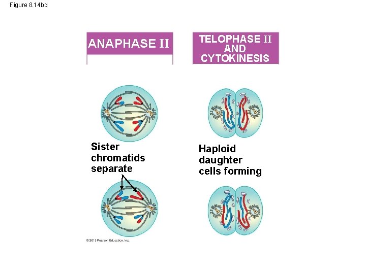 Figure 8. 14 bd ANAPHASE II Sister chromatids separate TELOPHASE II AND CYTOKINESIS Haploid