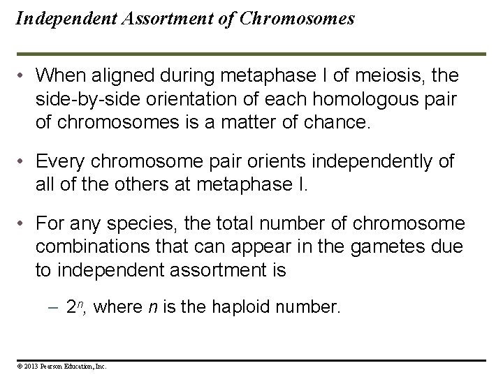 Independent Assortment of Chromosomes • When aligned during metaphase I of meiosis, the side-by-side