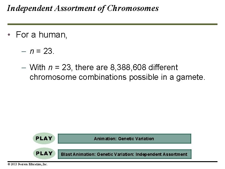 Independent Assortment of Chromosomes • For a human, – n = 23. – With