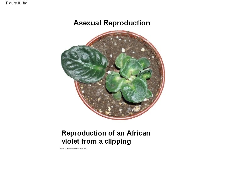 Figure 8. 1 bc Asexual Reproduction of an African violet from a clipping 