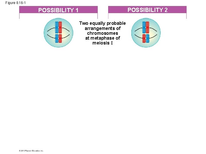 Figure 8. 16 -1 POSSIBILITY 2 POSSIBILITY 1 Two equally probable arrangements of chromosomes