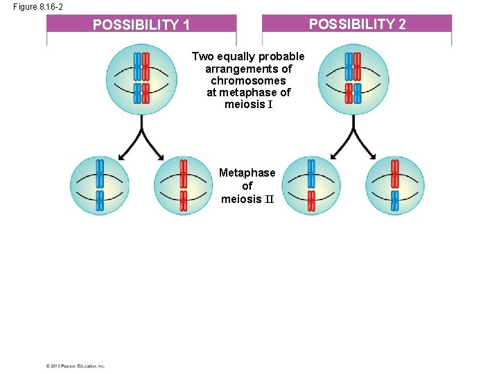 Figure 8. 16 -2 POSSIBILITY 1 Two equally probable arrangements of chromosomes at metaphase