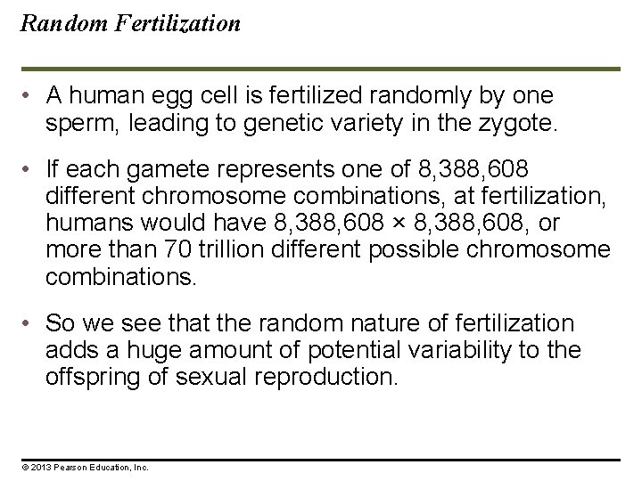 Random Fertilization • A human egg cell is fertilized randomly by one sperm, leading