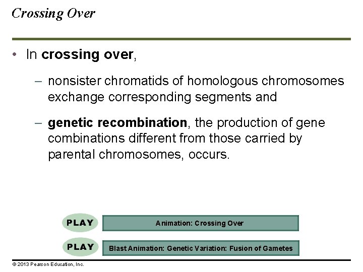 Crossing Over • In crossing over, – nonsister chromatids of homologous chromosomes exchange corresponding